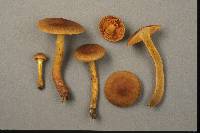 Cortinarius malicorius image