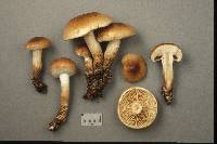 Pholiota lubrica image