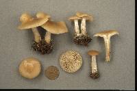 Clitocybe coniferophila image