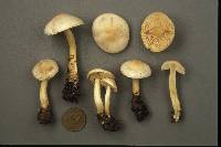 Tricholoma odorum image