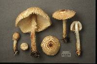 Lepiota clypeolaria image