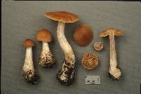 Cortinarius armeniacus image