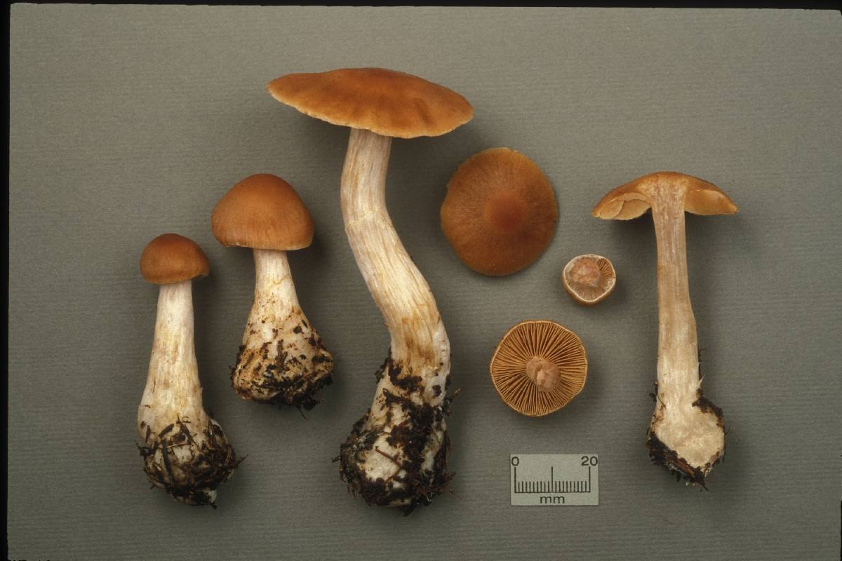 Cortinarius armeniacus image