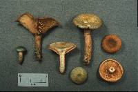 Lactarius deterrimus image