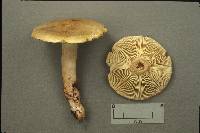 Tricholoma aestuans image