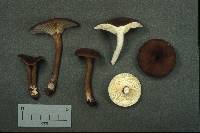 Lactarius lignyotus image