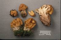 Gyromitra gigas image