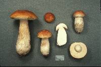 Boletus chippewaensis image