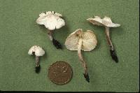 Cystolepiota sistrata image