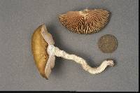 Entoloma fumosoluteum image