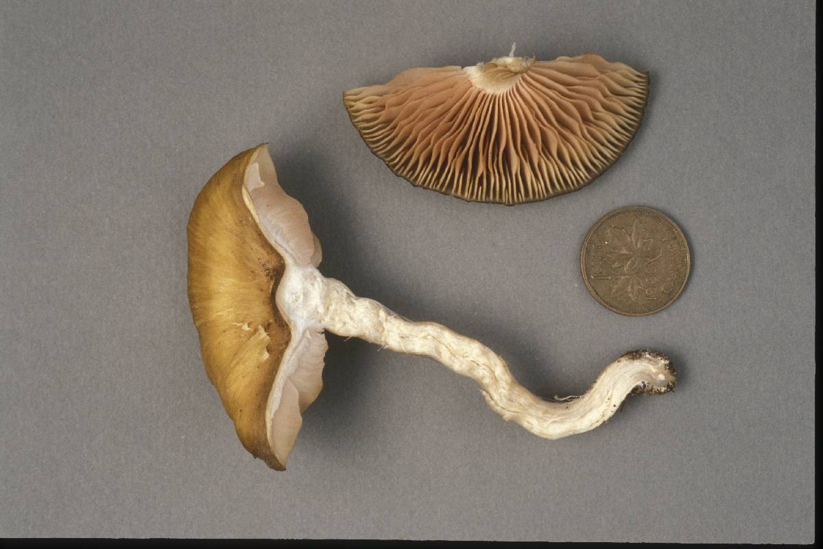 Entoloma fumosoluteum image