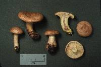 Lactarius vinaceorufescens image