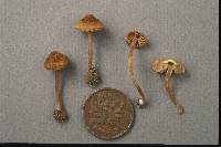 Inocybe subexilis image