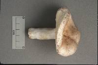 Russula aeruginea image