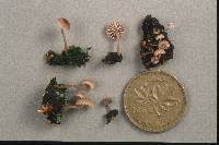 Mycena meliigena image