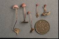 Marasmius bellipes image