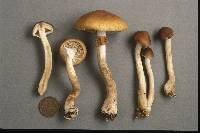 Agrocybe acericola image