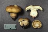 Tricholoma saponaceum image