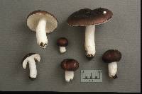 Russula brunneoviolacea image