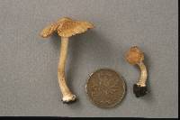 Inocybe praetervisa image