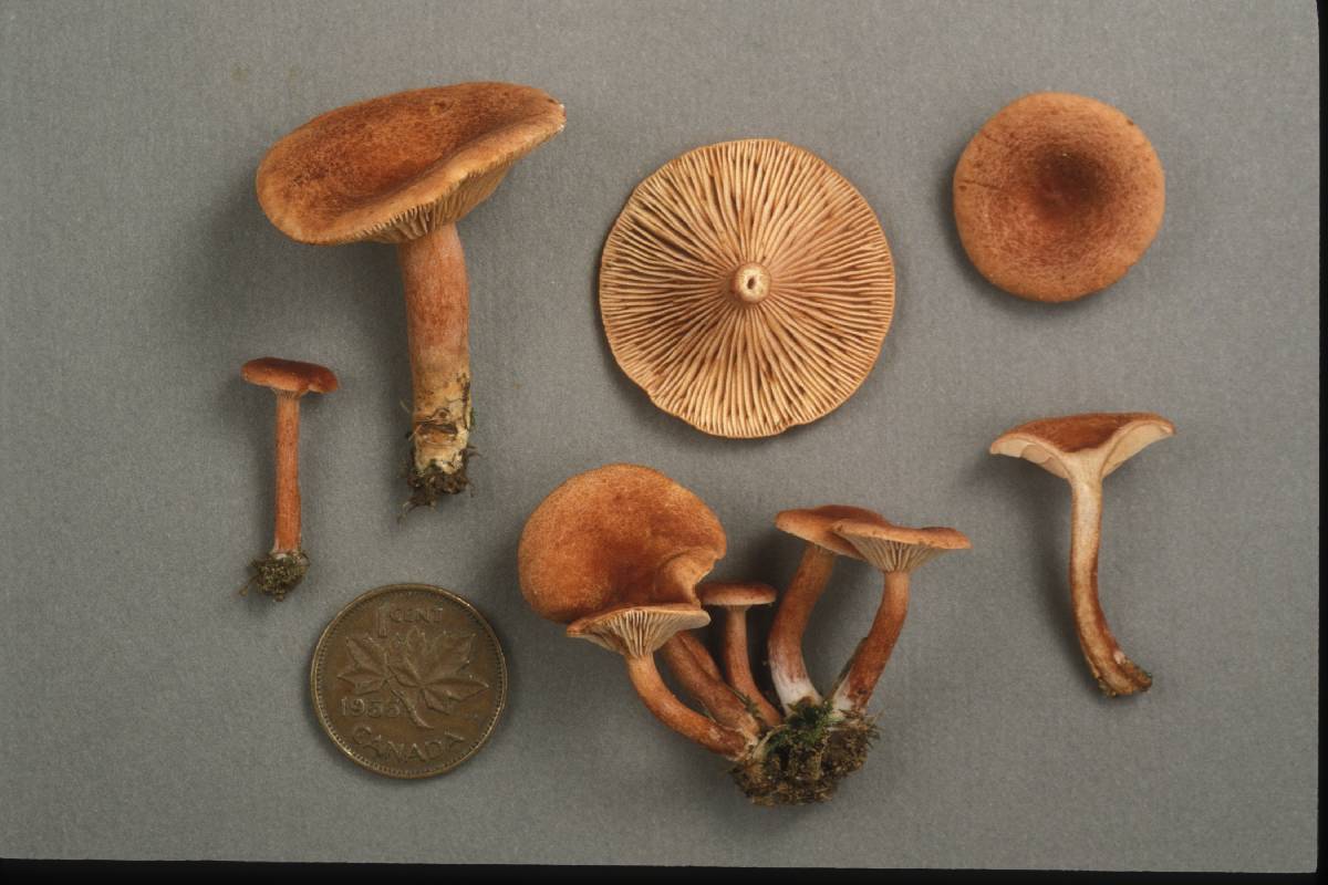 Lactarius nancyae image