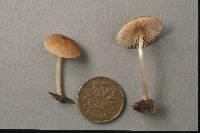 Pluteus plautus image