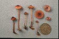 Mycena sanguinolenta image