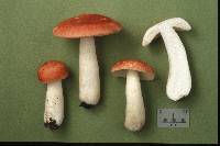 Russula pseudolepida image