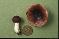 Russula nigrodisca image