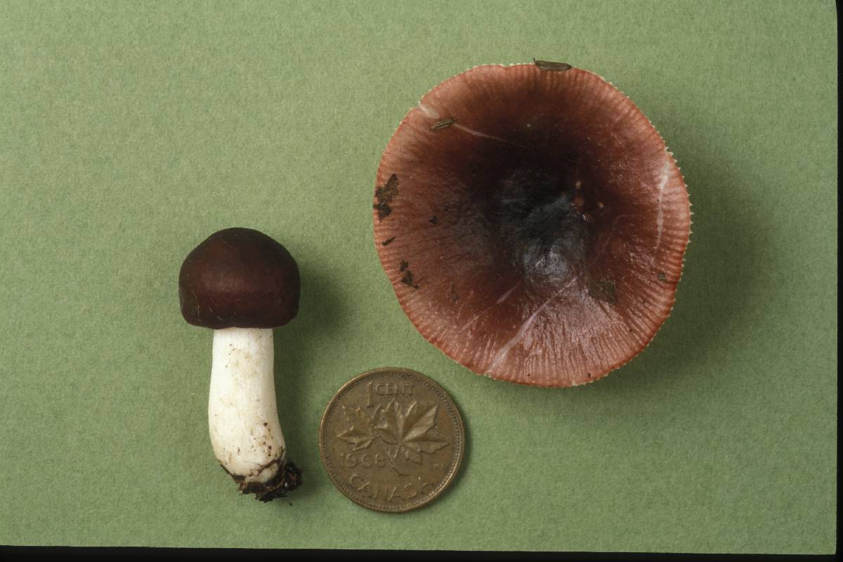 Russula nigrodisca image