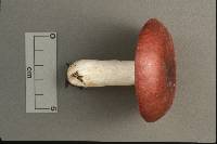 Russula vinosa image