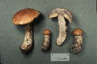 Leccinum versipelle image