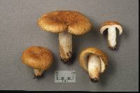 Russula granulata image