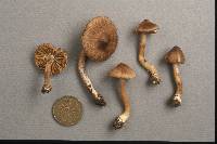 Inocybe umbrina image