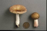 Russula sphagnophila image