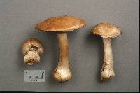 Cortinarius squalidus image