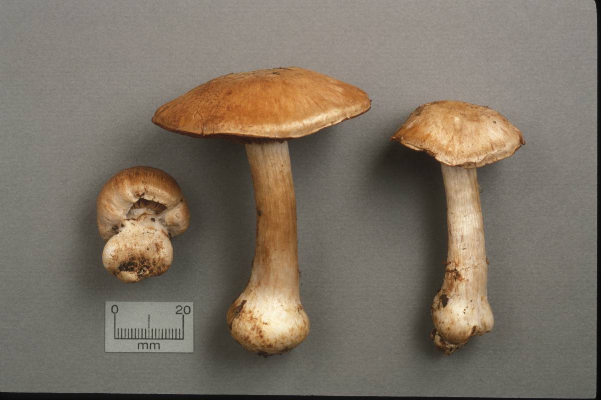Cortinarius squalidus image