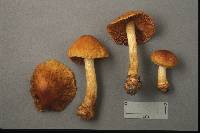 Cortinarius corrugatus image