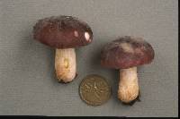 Russula amoenoides image