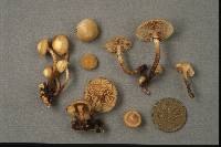 Kuehneromyces mutabilis image