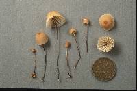 Marasmius pulcherripes image