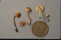 Inocybe subexilis image