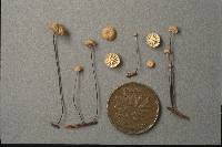 Marasmius capillaris image