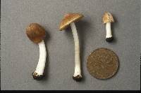 Inocybe cookei image