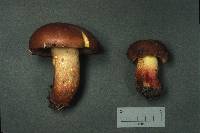 Boletus speciosus image