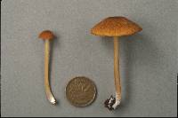 Entoloma formosum image