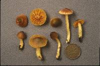 Hygrocybe marginata image