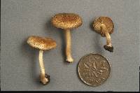 Inocybe intricata image