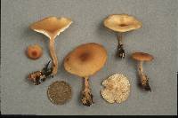 Clitocybe americana image