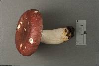 Russula atropurpurea image